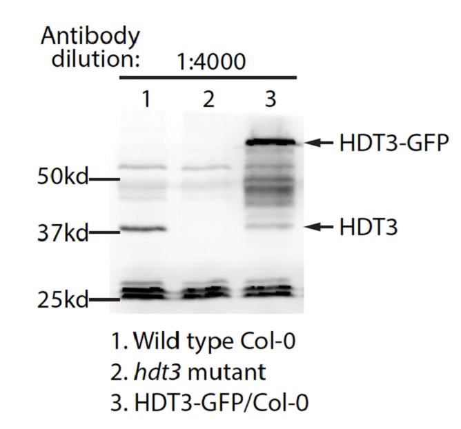 western blot using anti-HDT3 antibodies